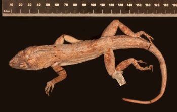 Media type: image;   Herpetology R-6164